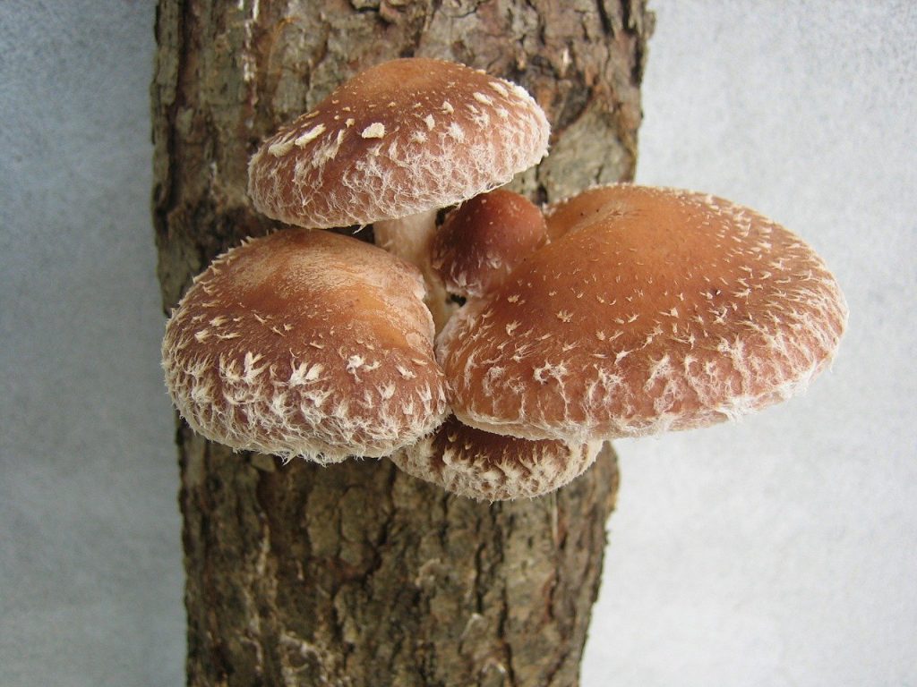 fungus, shii-take, mushroom